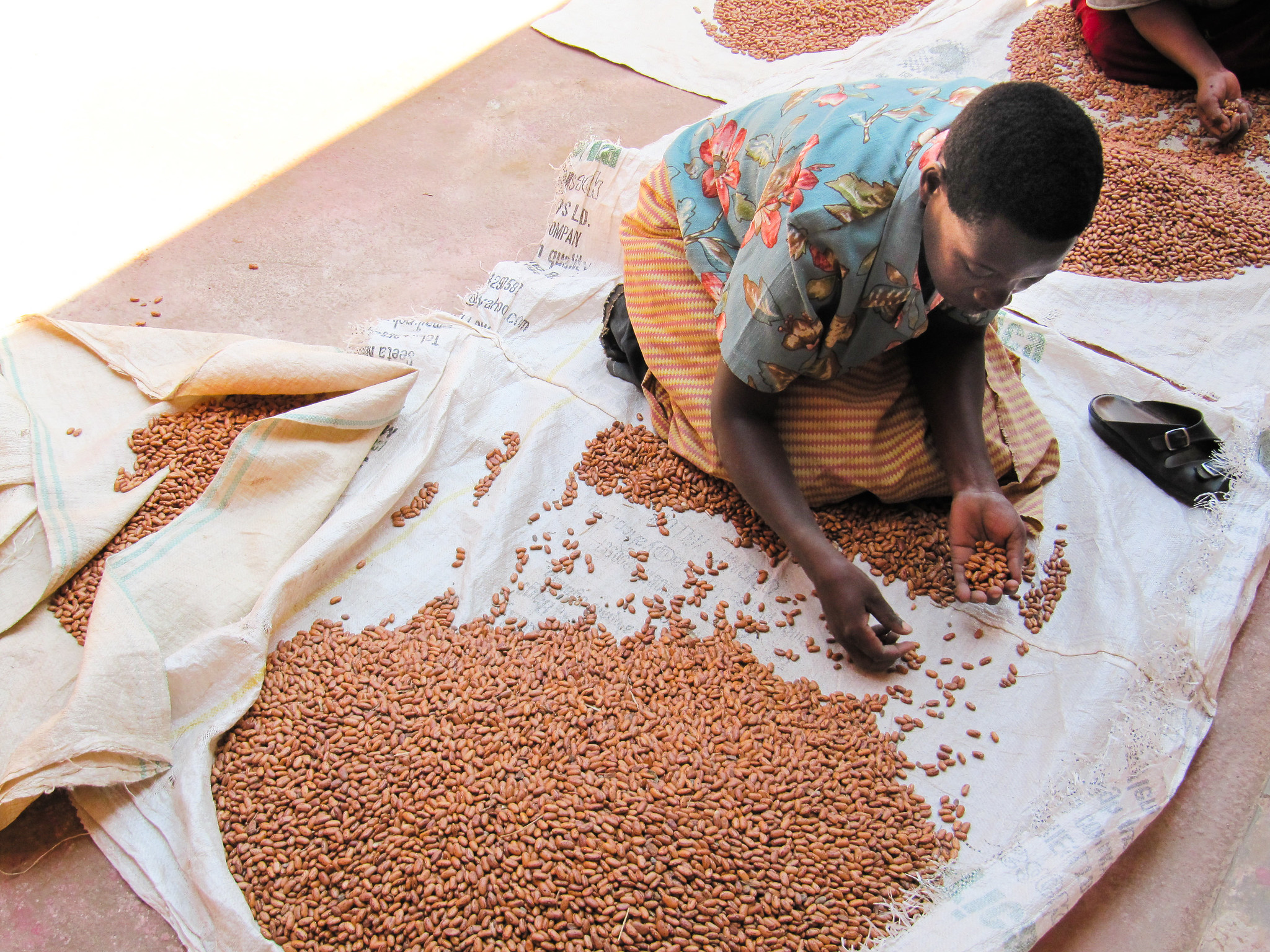 Kism Building Building Better Bean Value Chains: Evidence from Uganda | KISM Food and ...