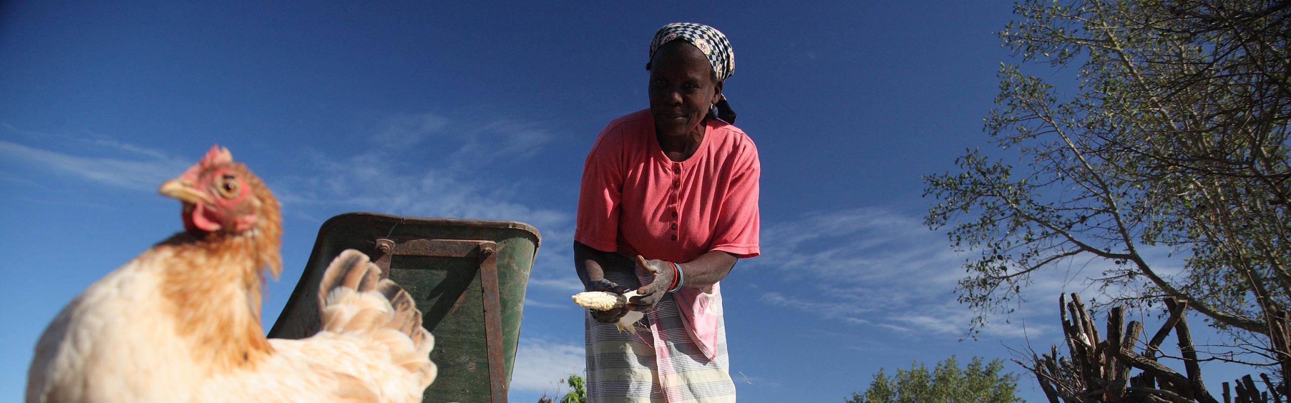 Female farmer in Mozambique feeds ears of maize to two chickens in the foreground.