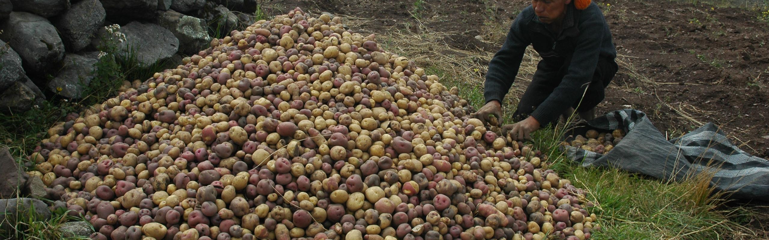 potato