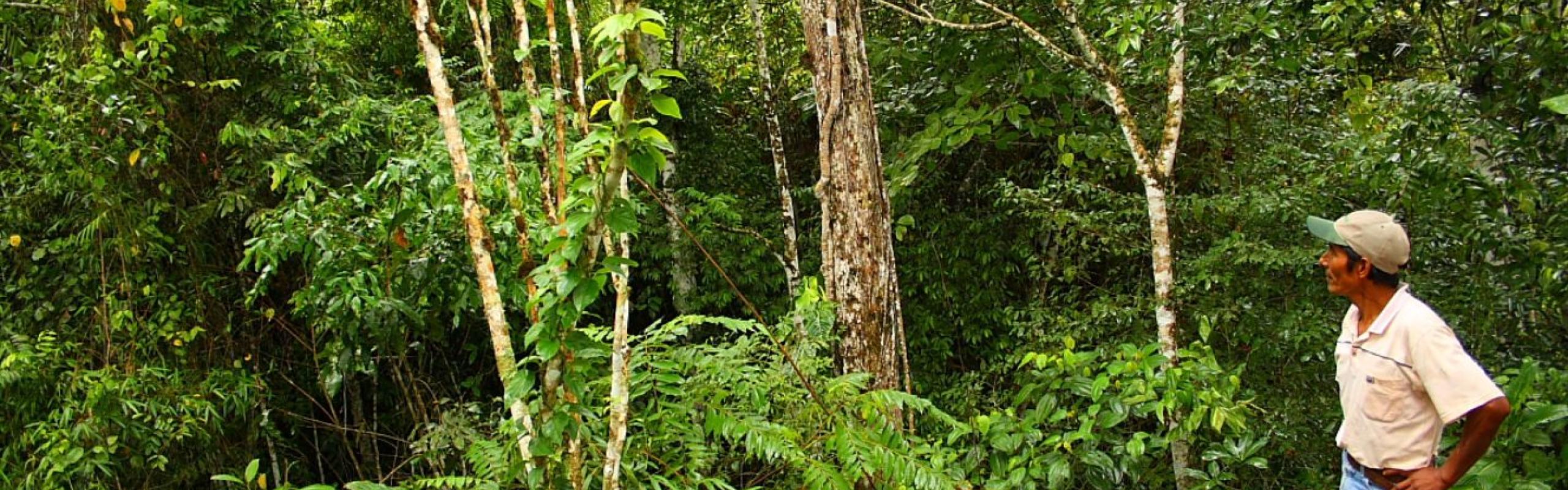 AGROFORESTRY