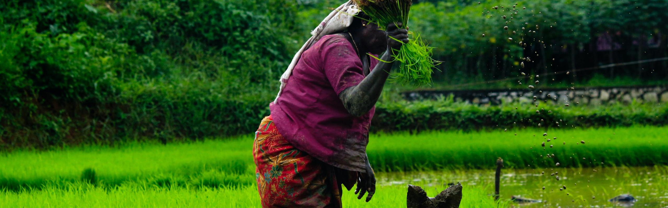 rice farmer in harvest time