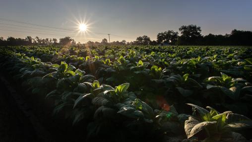 Field of crops